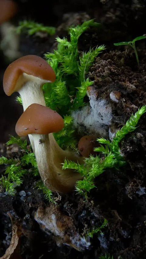 Galerina Marginata