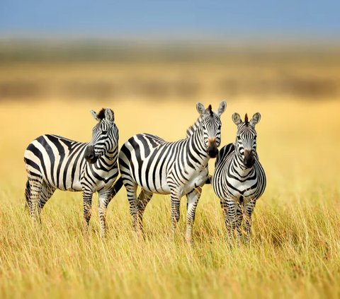 Kenapa Zebra Cross Berwarna Hitam Putih?