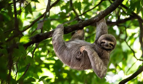 Kungkang Bisa Tidur 20 Jam Per Hari