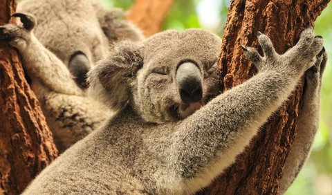 Koala Hanya Bangun 2-6 Jam Per Hari