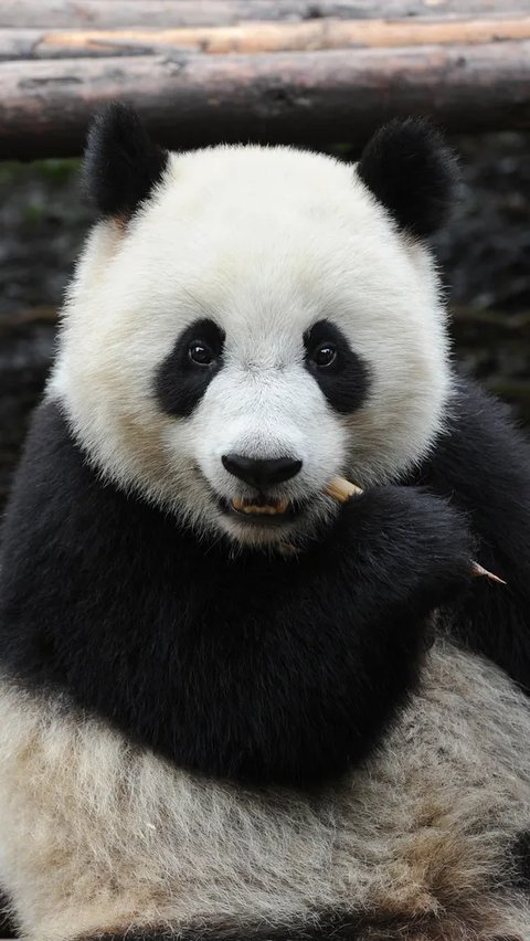 Panda Tidur 10 Jam Setiap Hari