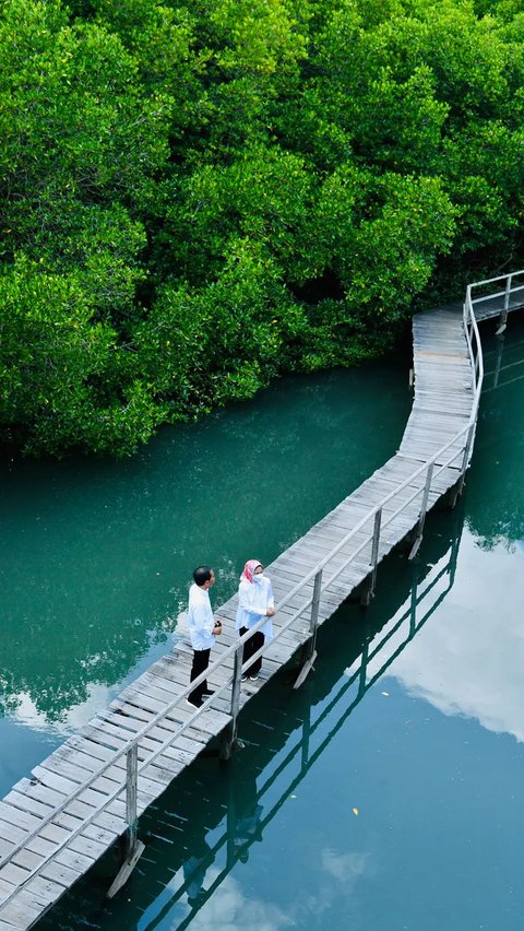 Hutan Mangrove Terluas