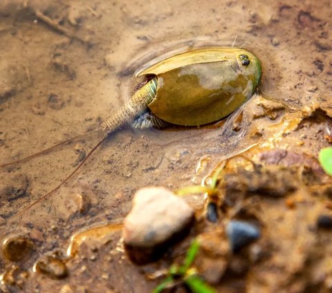 Fakta Triops: Udang Kecebong Bermata Tiga