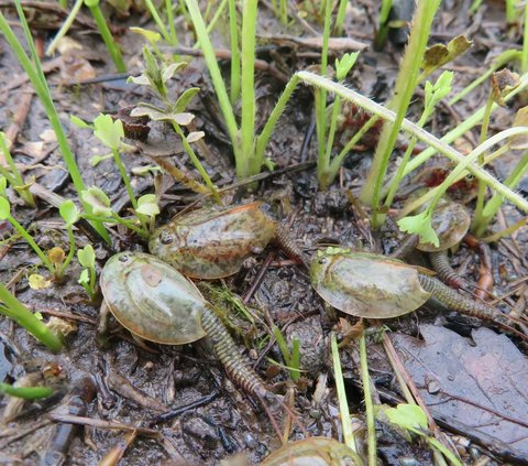 Para Ilmuwan meyakini jika Triops sudah ada sejak jutaan tahun lalu. Inilah yang membuat udang purba ini juga kerap disebut sebagai fosil hidup.