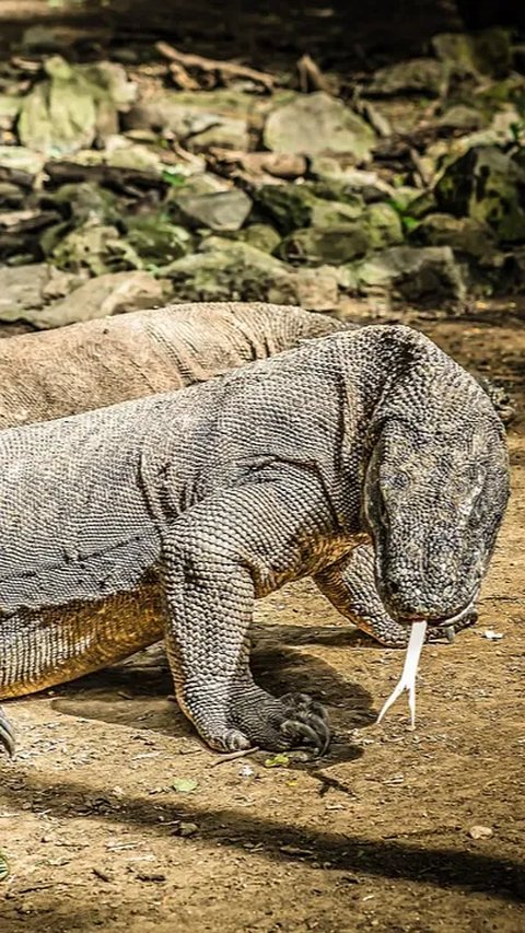 Pulau Komodo