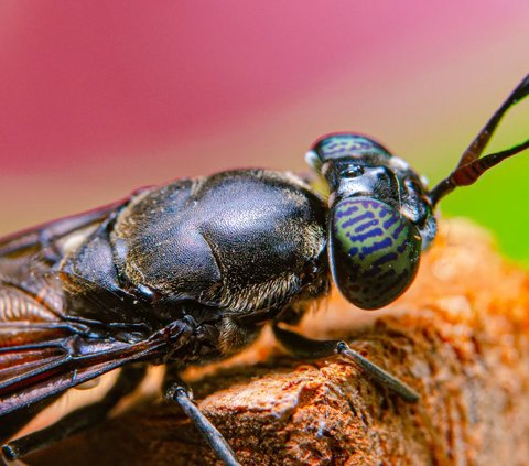 Kepala Asosiasi Black Soldier Fly Indonesia Agus Pakpahan mengatakan lalat tentara hitam atau black soldier fly bisa memerdekakan manusia dari permasalahan sampah sisa makanan.