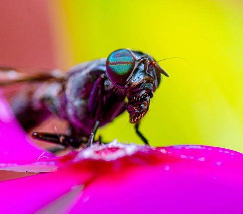 Black Soldier Fly Solusi Sampah Sisa Makanan