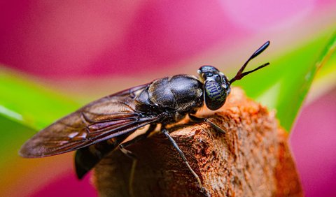 Telur itu kemudian menetas menjadi larva atau sering dikenal magot.