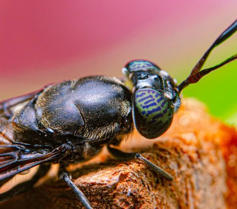 Black Soldier Fly Solusi Sampah Sisa Makanan