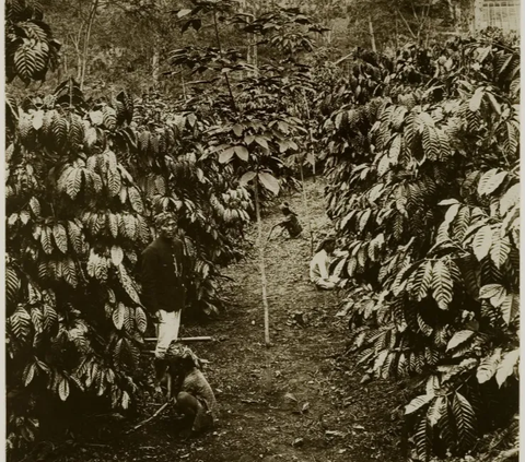 Tahun 1707, VOC membagikan bibit kopi kepada para bupati di Priangan. Dimulailah sejarah penanaman kopi di Nusantara. Tak semua berhasil. Namun di dataran tinggi kopi berkembang dengan baik.