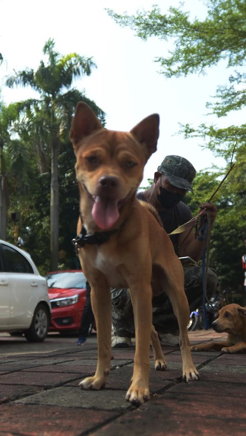 Sebanyak 20 warga Timor Tengah Selatan, NTT, menjadi korban amukan anjing yang terinfeksi rabies.