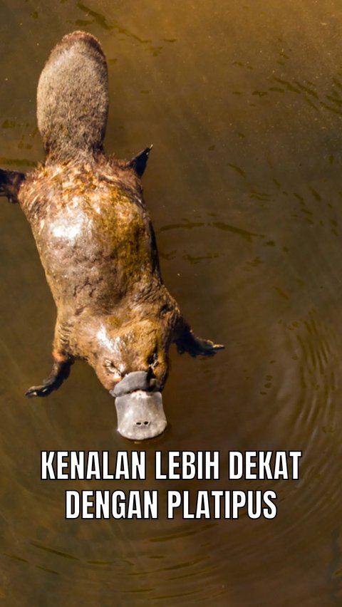 Kenalan Lebih Dekat dengan Platipus