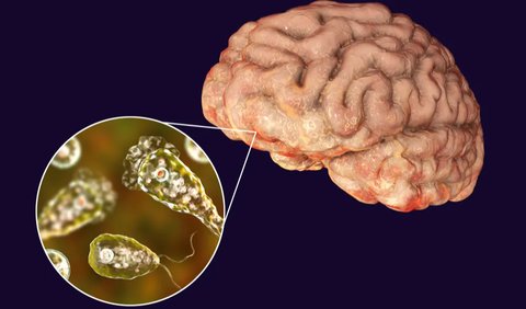 Sebenarnya Apa Itu Brain-Eating Amoeba?