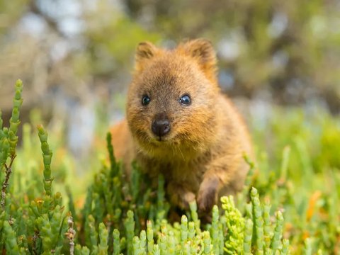 Quokka, Hewan Asli Australia yang Murah Senyum dan Suka Selfie