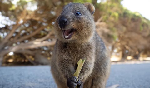 Quokka, Hewan Asli Australia yang Murah Senyum dan Suka Selfie
