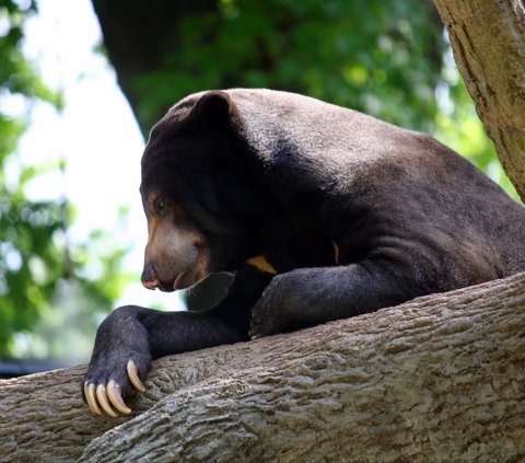 Beruang Madu atau Helarctos Malayanus hidup di hutan Asia Tenggara. Di Indonesia, beruang madu bisa ditemui di Kalimantan dan Sumatera.