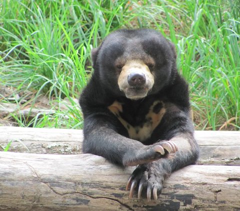 Beruang madu memiliki tanda seperti kalung berwarna kuning di lehernya. Rambutnya berwarna hitam mengkilap.