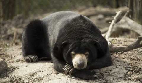 Tidak seperti jenis beruang lainnya yang hidup di wilayah subtropis, beruang madu tidak melakukan hibernasi.