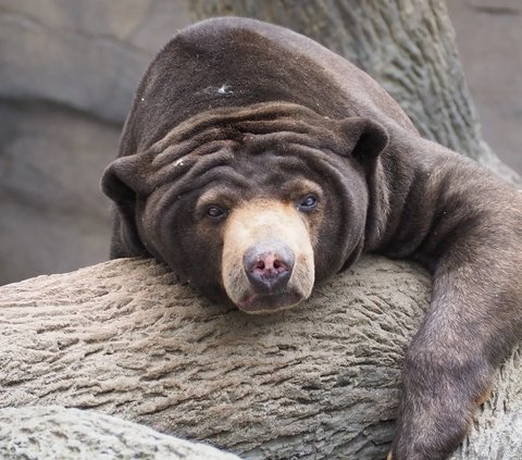Banyak orang masih percaya jika beberapa organ Beruang Madu punya khasiat untuk kesehatan. Perburuan pun makin meluas.
