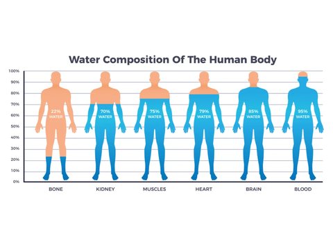 Tubuh manusia membutuhkan air untuk menjaga keseimbangan cairan dan membuang limbah dari tubuh.