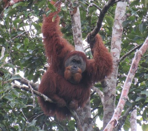 Mengenal Orang Utan Tapanuli, Spesies Jenis Baru di Hutan Sumatra