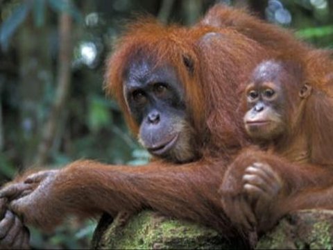 Mengenal Orang Utan Tapanuli, Spesies Jenis Baru di Hutan Sumatra