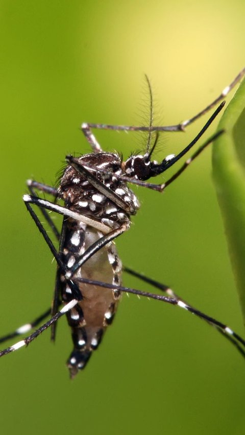 Kajian Kemenkes, frekuensi nyamuk untuk menggigit akan meningkat tiga sampai lima kali lebih ganas ketika suhu di sebuah negara semakin memanas. Yakni di atas 35 derajat Celcius.