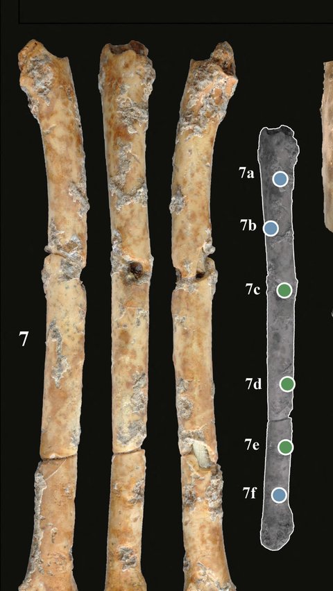 Dikutip dari The Jerusalem Post, Minggu (11/6/2023), tujuh tulang burung berlubang, yang disebut aerofon dalam literatur ilmiah, ditemukan di situs Natufian akhir Eynan-Malaha, di Lembah Hula di Israel utara.