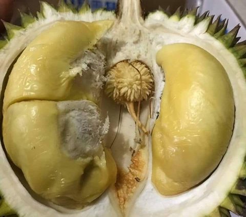 Satu lagi varietas durian asal Lumajang yang punya bunga di tengah daging buah adalah Durian Kembang Pasrujambe.