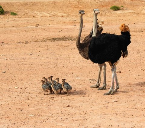 Bagi Aswin, menangkarkan burung unta merupakan tantangan berat. Hewan ini bukan asli Indonesia. Apalagi burung unta bisa berubah menjadi hewan buas apabila ada kesalahan dalam merawatnya. Oleh karena itu, banyak hal yang harus dipelajari agar berhasil menangkarkan burung unta.