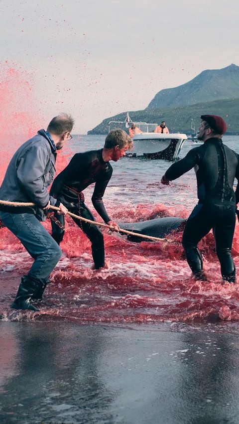 Sea Shepherd UK, sebuah organisasi lingkungan nonprofit, membagikan foto-foto yang memperlihatkan tradisi perburuan lumba-lumba di Leynar, Kepulauan Faroe, pada 14 Juni 2023.