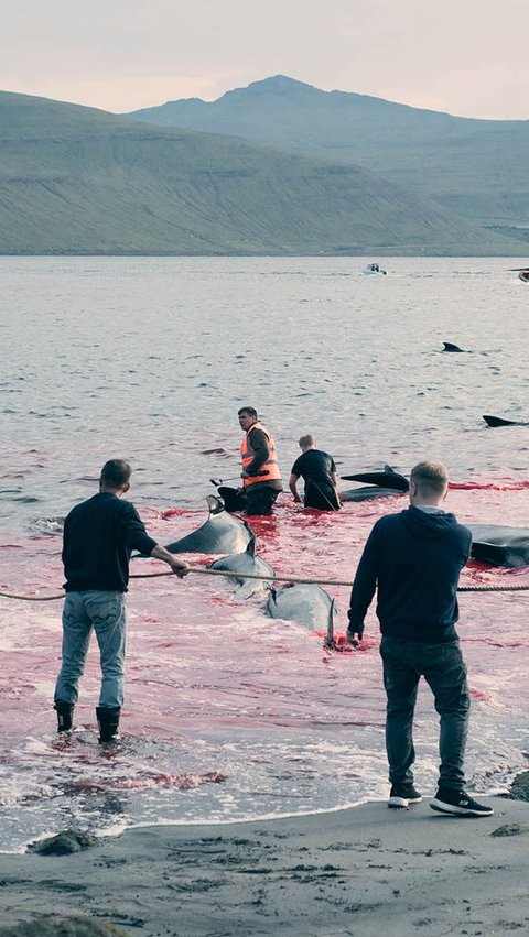 Sejumlah foto yang dirilis Sea Shepherd UK memperlihatkan bagaimana cara pemburu menangkap dan menghasbisi kawanan lumba-lumba tersebut.