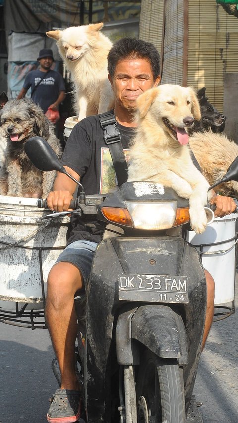 I Ketut Lelut bersama anjing-anjingnya memburu limbah restoran di Bali