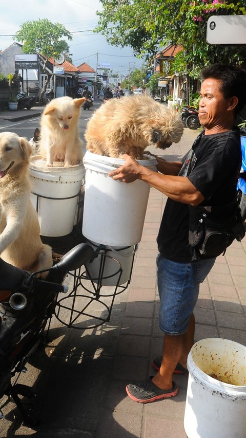 Pencinta anjing asal Banjar Kayu Tulang itu membawa sejumlah anjing peliharaannya naik dengan motornya.