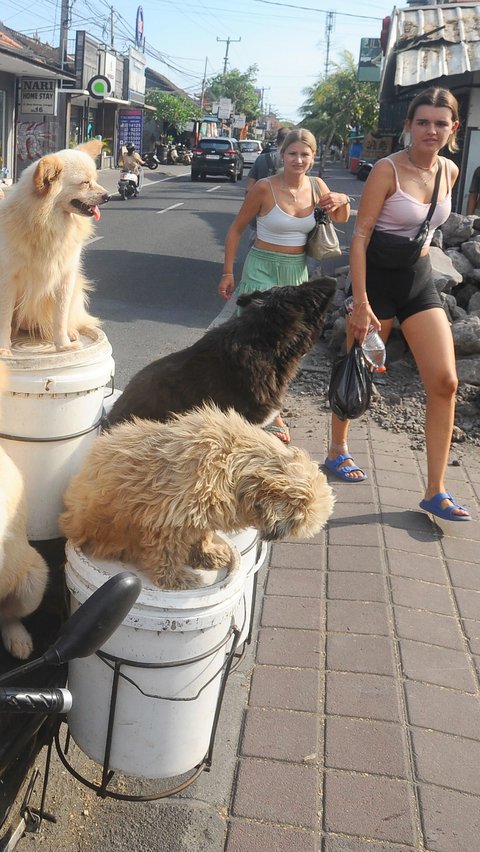 Aksi Lelut yang membawa anjing-anjing peliharaannya itu sempat mencuri perhatian warga maupun turis asing di Bali.