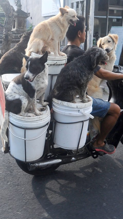 Selain menampung limbah rumah makan, ember-ember putih yang dibawa Lelut dengan sepeda motornya itu juga digunakan untuk menampung makanan anjing yang ia beli.