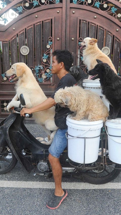 Setiap hari Lelut berkeliling jalan raya di Bali rata-rata 5 hingga 10 kilometer.