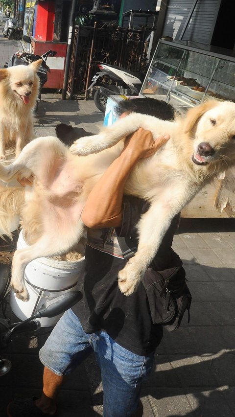 Kegiatan mencari pakan hewan ternaknya ini dimulai setiap sore pukul 16.00, anjing-anjingnya selalu ikut dan duduk di atas ember tempat untuk menaruh makanan sisa restoran.