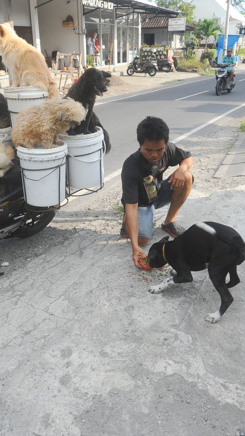 Kecintaan Lelut juga terlihat saat ia juga memberi makan kepada anjing-anjing liar yang ia temui di jalan.