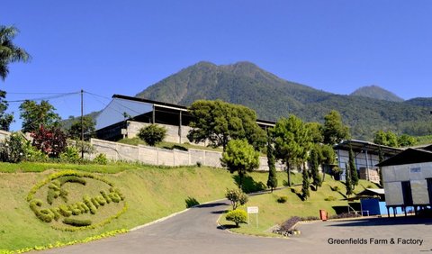 Greenfields memilih lokasi tersebut karena lingkungannya yang dinilai ideal untuk sapi-sapi perah, khusus yang didatangkan dari Australia. Kemudian pada April 1999, konstruksi dan berbagai fasilitas pengolahan susu mulai didirikan.