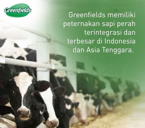 Greenfields, Susu Sapi Terbaik dari Tanah Jawa yang Mendunia