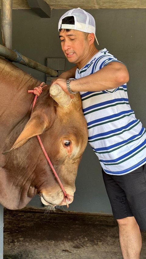 Jelang Idul Adha, Ini Deretan Artis Beli Sapi Jumbo untuk Kurban