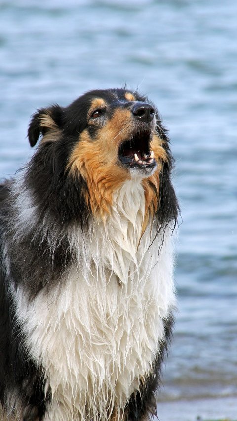 Rabies adalah penyakit zoonosis yang dapat menular melalui gigitan hewan.