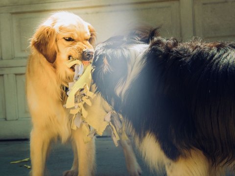 Masyarakat diimbau untuk paham mengenai cara mencegah rabies dengan tepat.