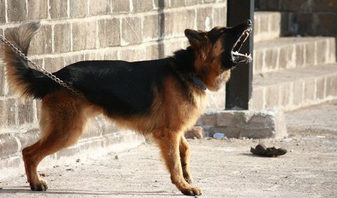 Rabies adalah penyakit yang sangat berbahaya dan dapat menyerang saraf penderitanya.