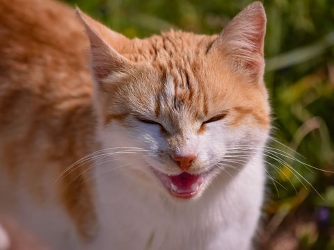 Gejala Hewan Terjangkit Rabies