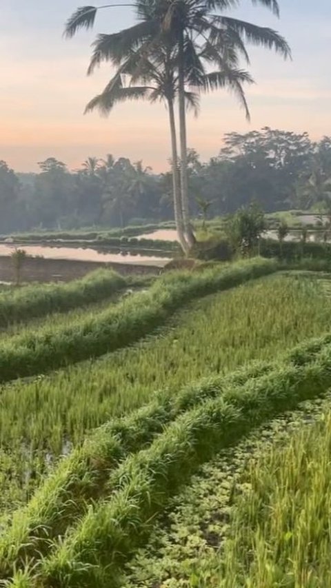 Suasana sekitar rumah mertua Titi Kamal juga dikelilingi oleh banyak sawah. Adem banget!