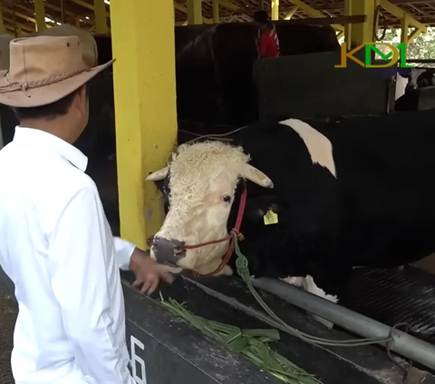 Mengenal Bargola, Sapi Kurban Jumbo Satu Ton Asal Lembur Pakuan Subang