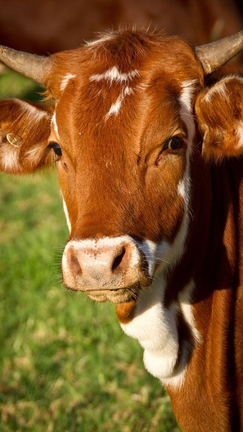 Livestock Contest atau Kontes Hewan Ternak Banyuwangi 2023 diikuti 250 sapi, kambing, dan domba terbaik.