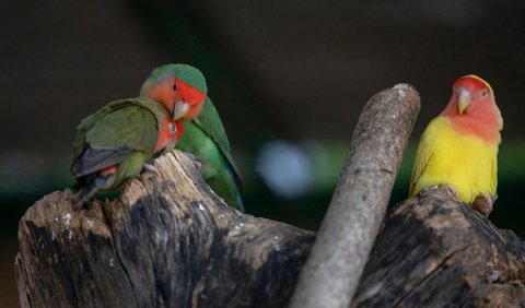 Jenis Lovebird untuk Lomba: Lovebird Parblue